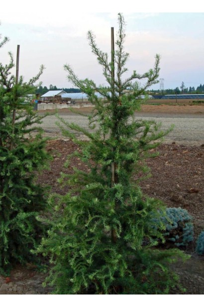 Модрина Diana в грунті